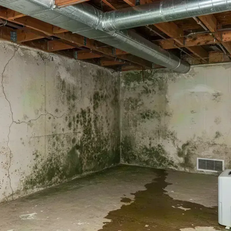 Professional Mold Removal in Fairhaven, MA